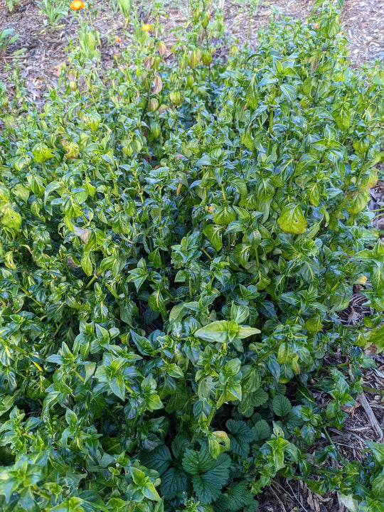 Organic Mushroom Plant Rungia klossii Plant Mudbrick Herb Cottage