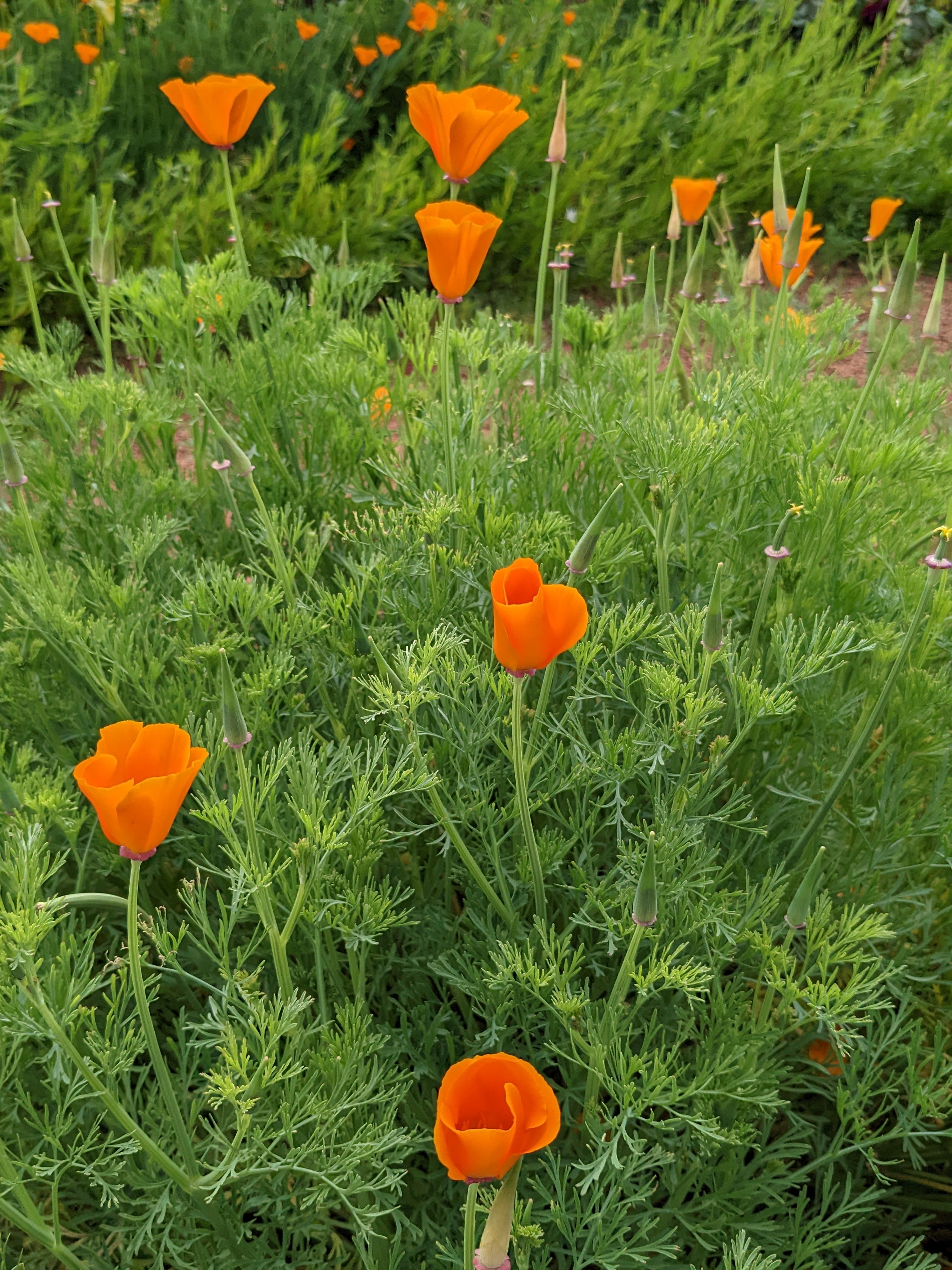 Californian Poppy Plant | Organically-Grown