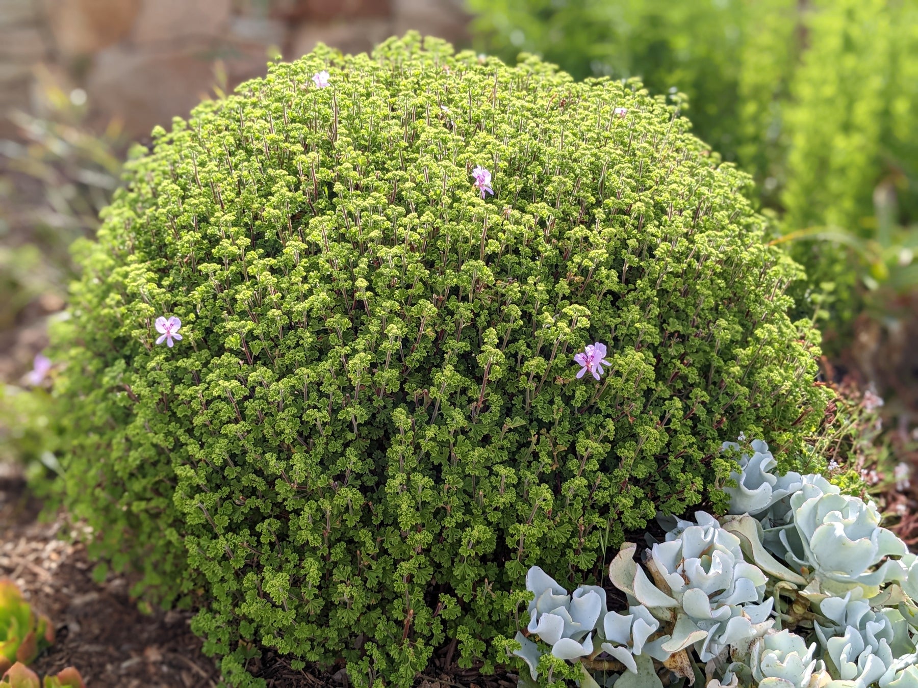 Organic Scented Geranium Lemon Crisp Plant – Mudbrick Herb Cottage