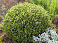 scented geranium lemon crisp