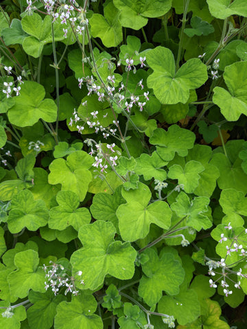 Organic Scented Geranium Peppermint Plant – Mudbrick Herb Cottage