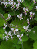 Scented Geranium Peppermint Flowers
