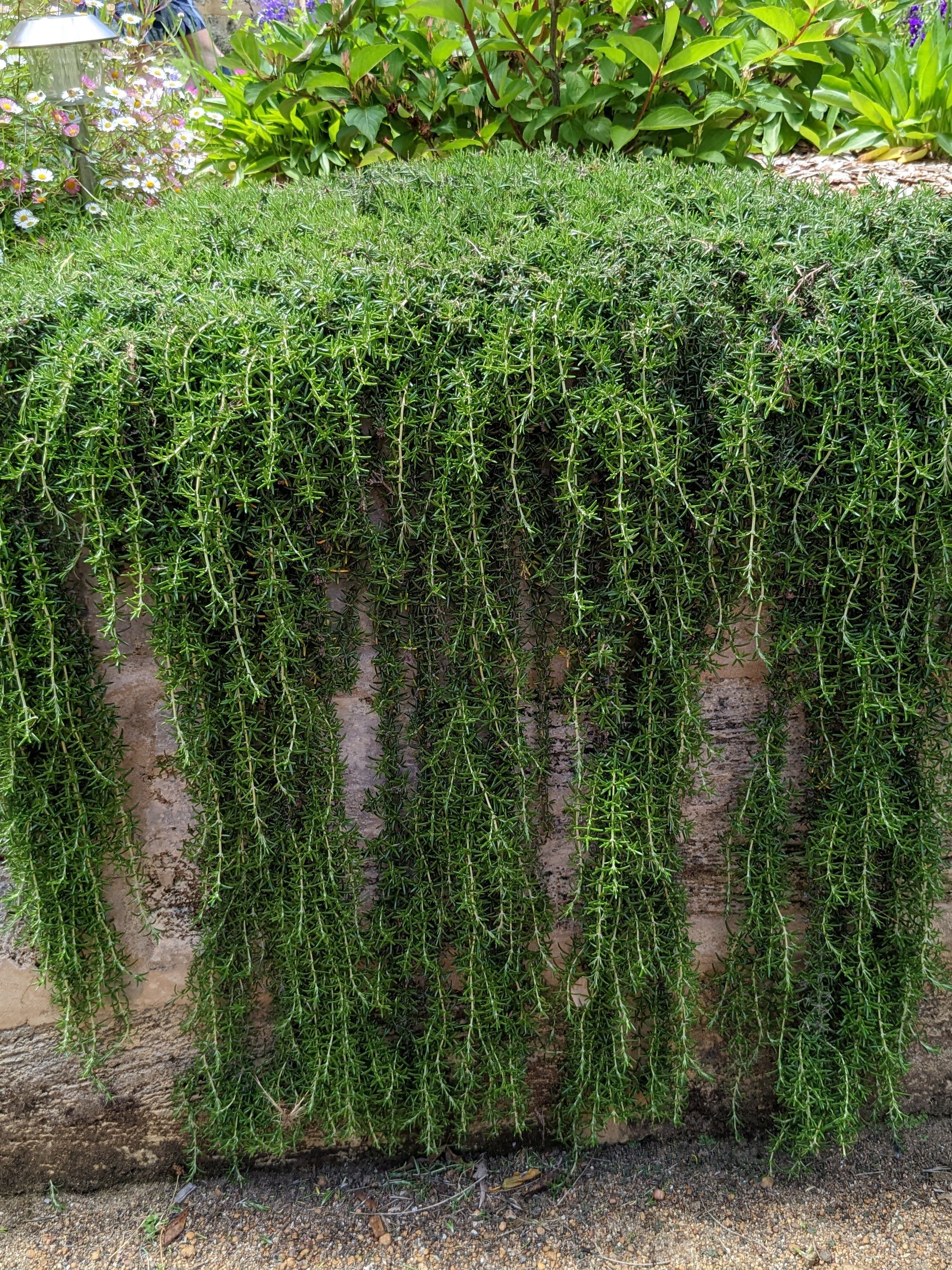Organic Prostrate Rosemary Plant