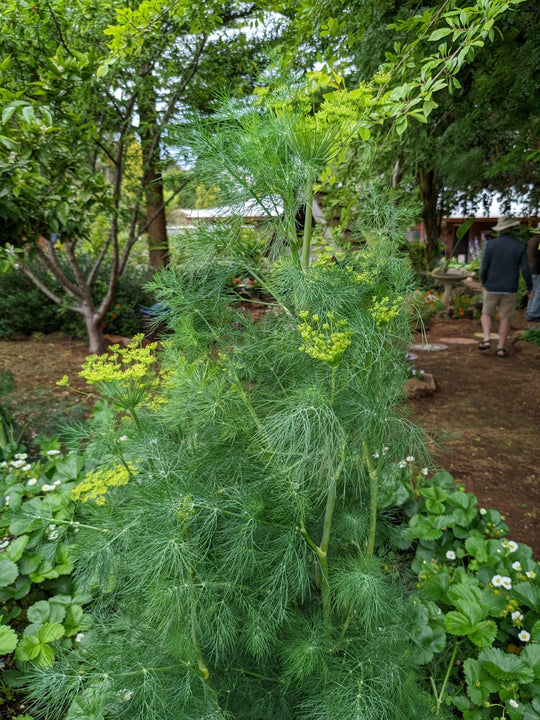 Dill plants for sale (dill seeds, growing dill, recommend using) Dill plants for sale