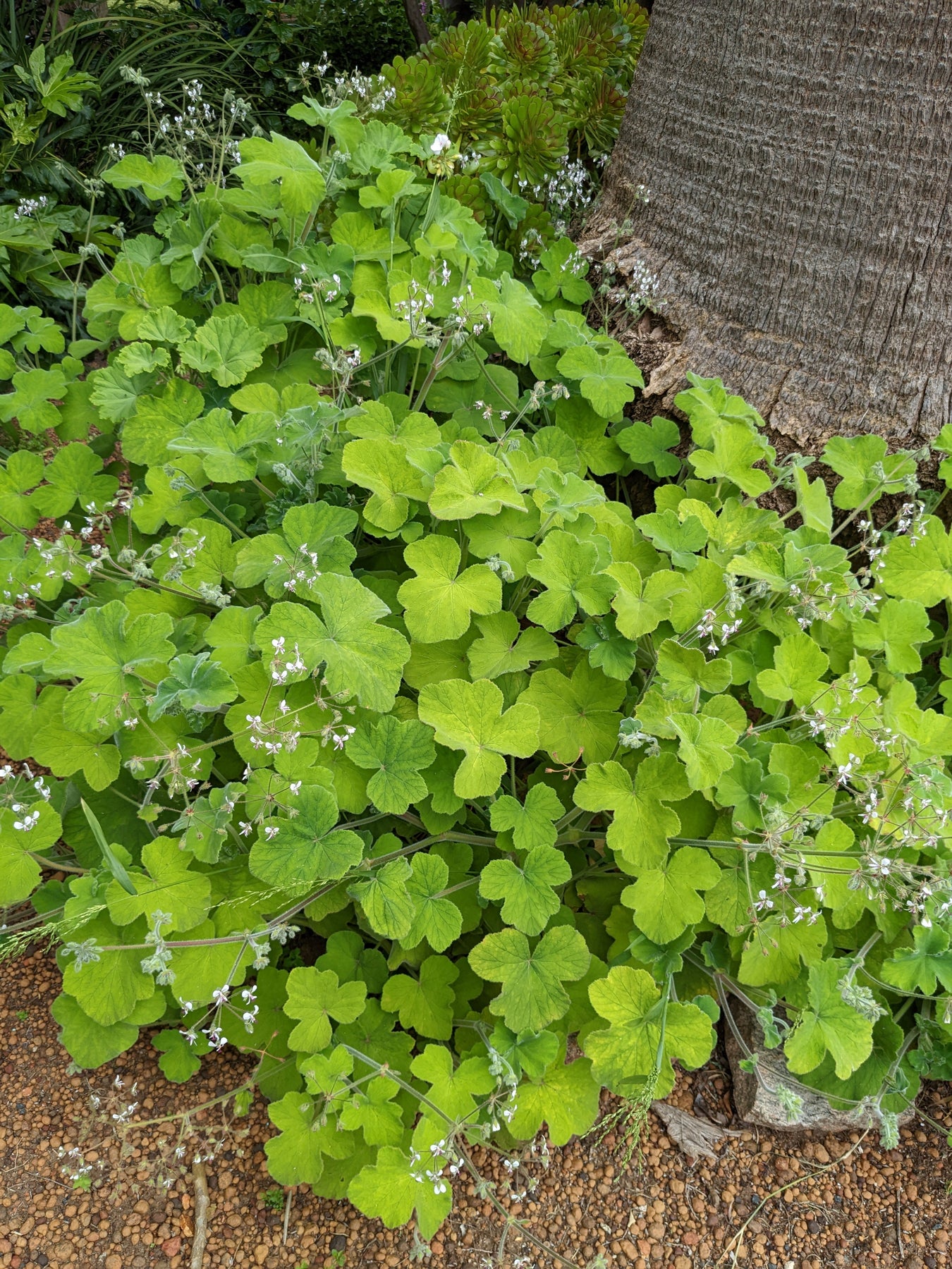 Organic Scented Geranium Peppermint Plant Mudbrick Herb Cottage