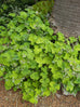 Scented Geranium Peppermint Herb Plant