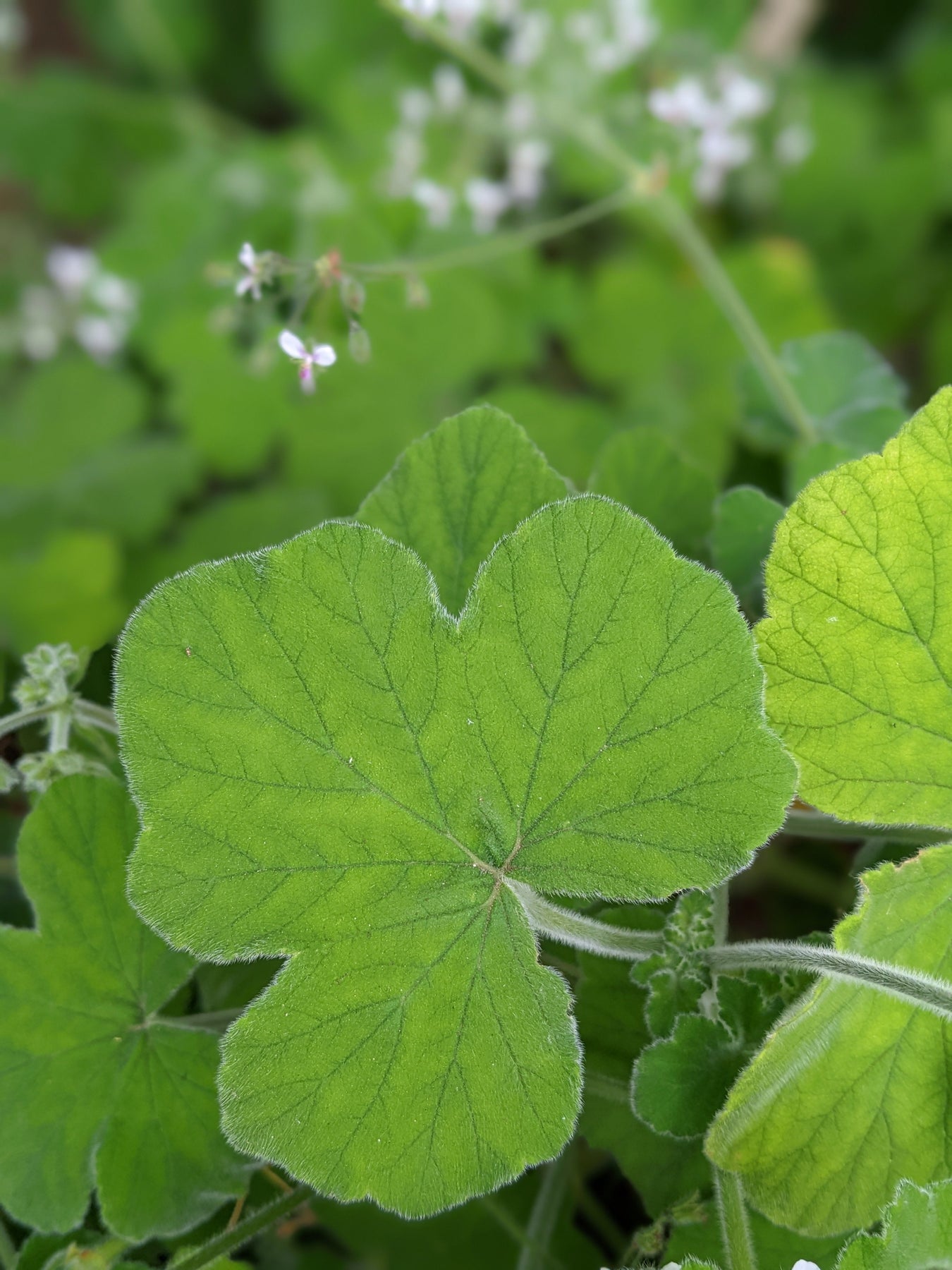 Organic Scented Geranium Peppermint Plant Mudbrick Herb Cottage
