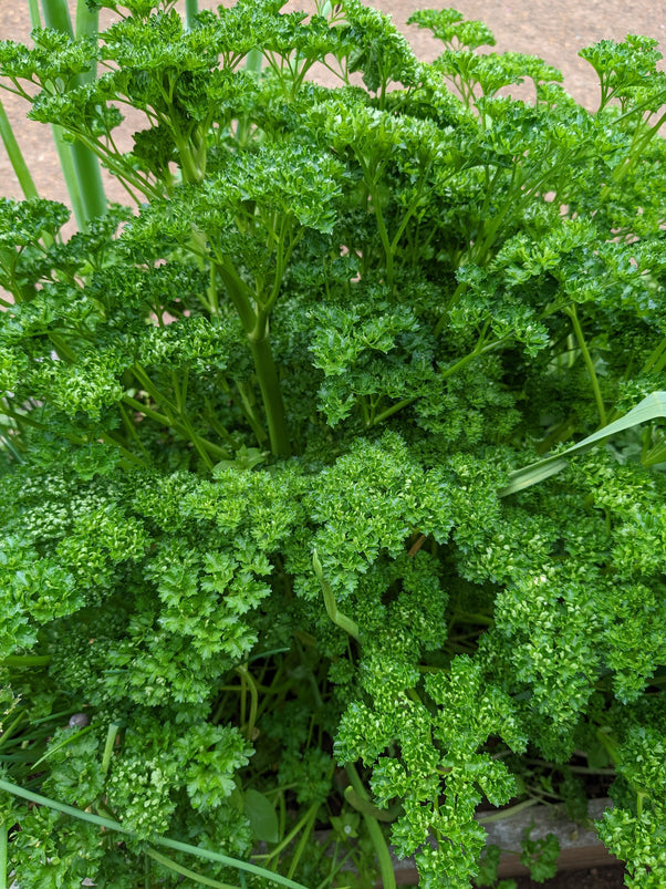 Organic Curled Parsley Petroselinum crispum Plant Mudbrick Herb Cottage