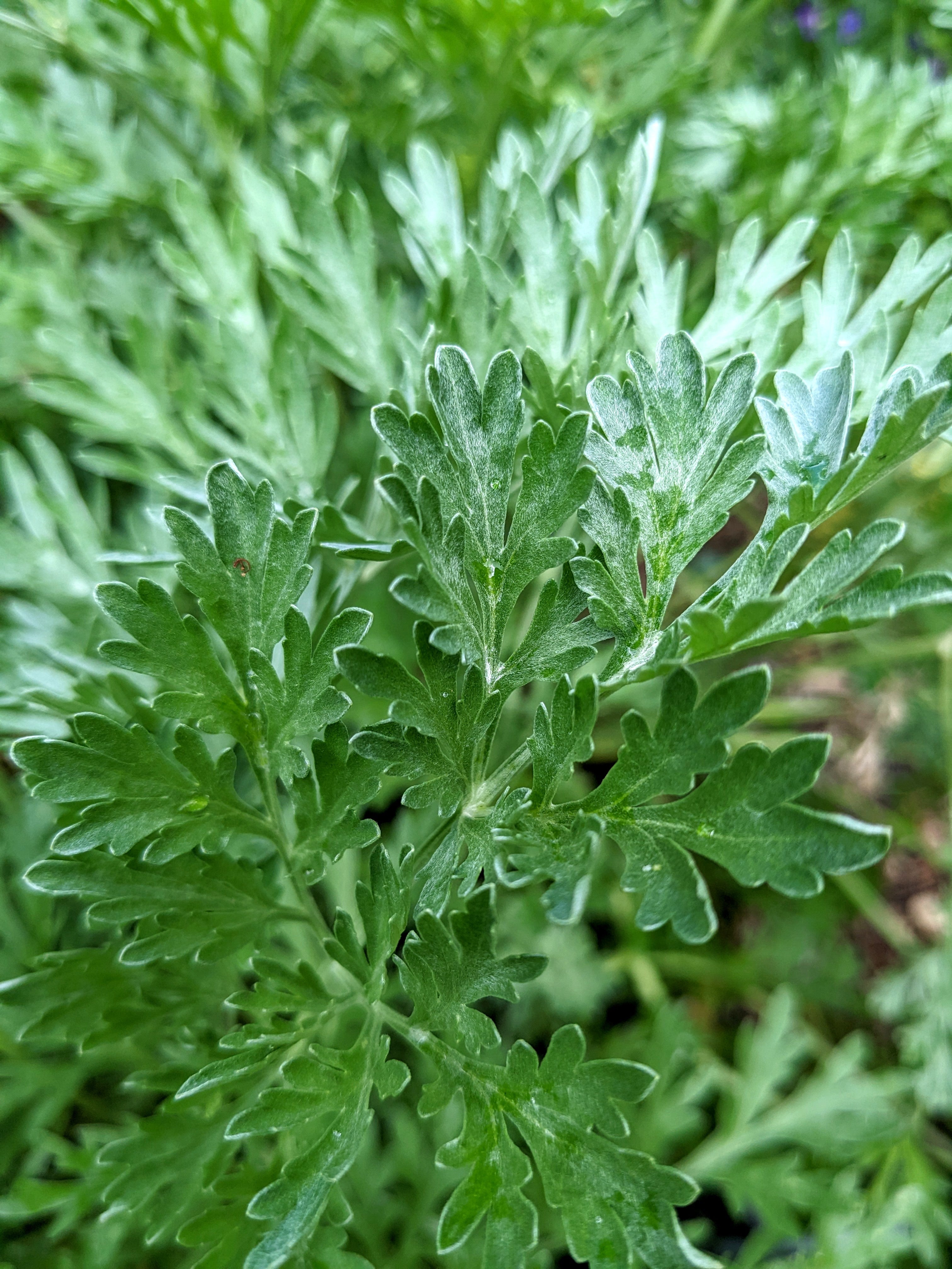 Organic Wormwood | Artemisia absinthium Plant - Mudbrick Herb Cottage