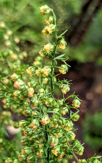 Sweet Wormwood | Artemisia annua Herb Plant