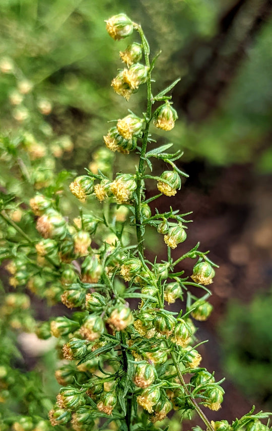 Sweet Wormwood  Artemisia annua Herb Plant - Mudbrick Herb Cottage