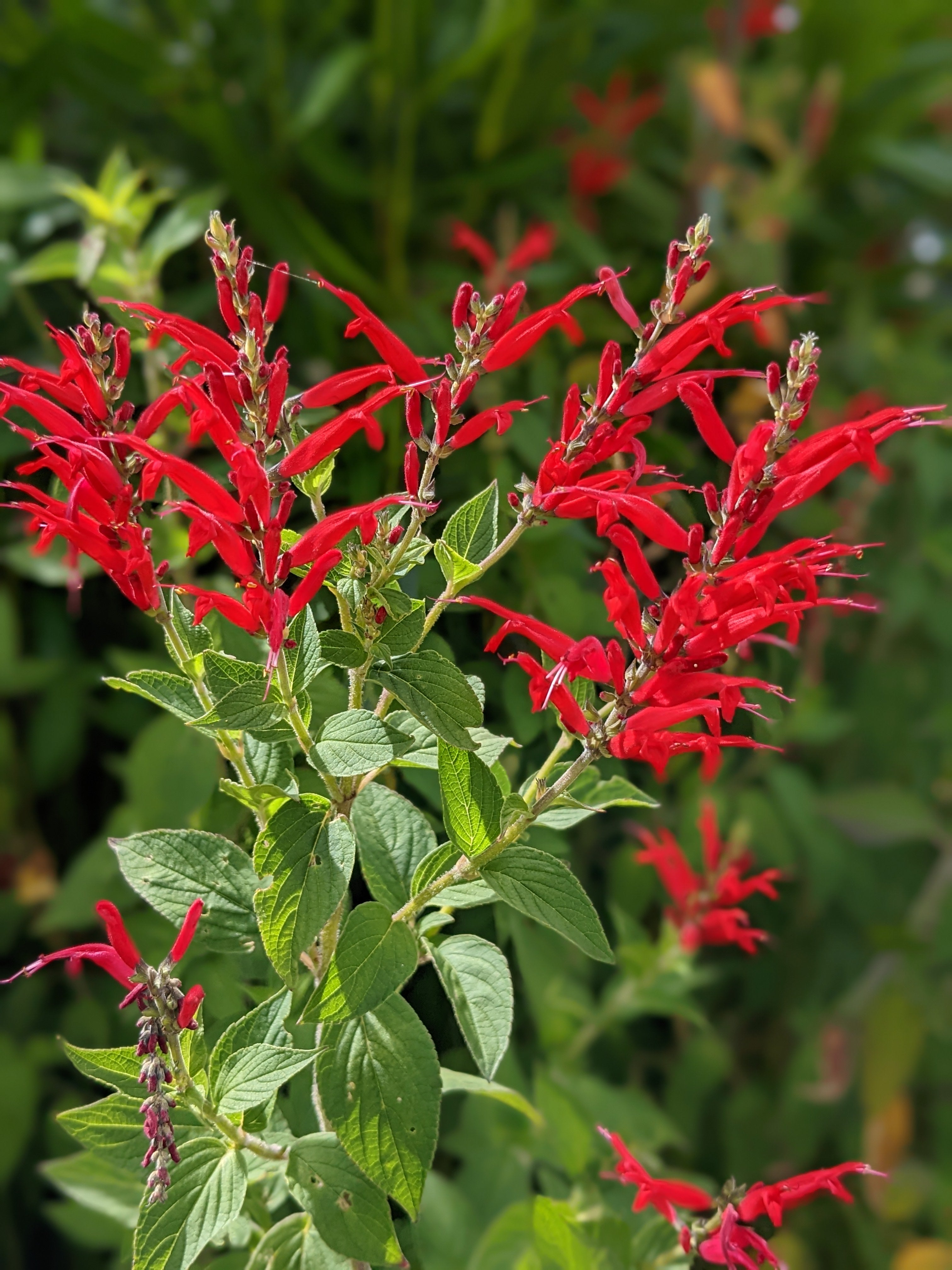 pineapple thyme plant Organic Salvia elegans 'Pineapple Sage' Plant