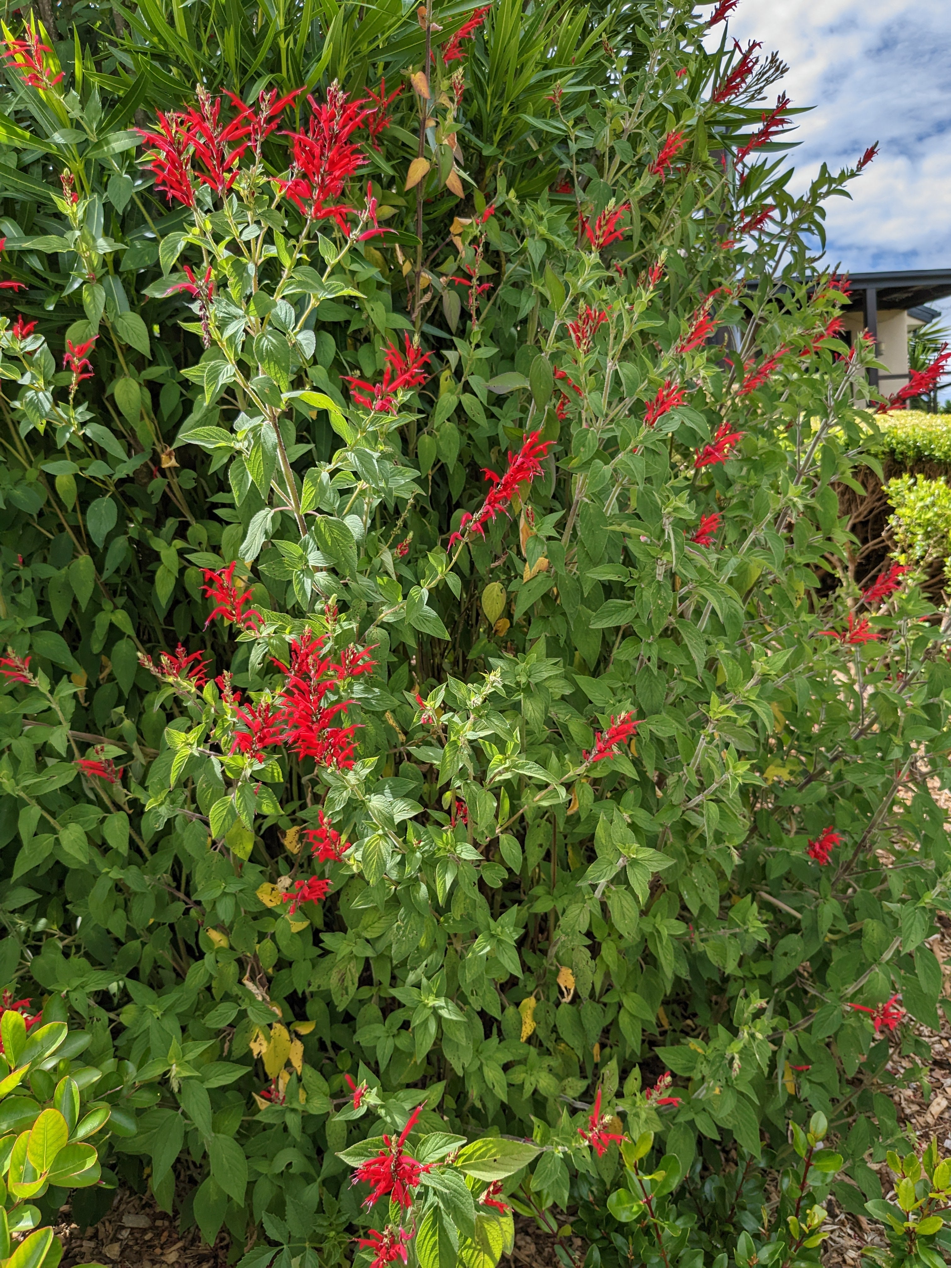Organic Salvia elegans 'Pineapple Sage' Plant