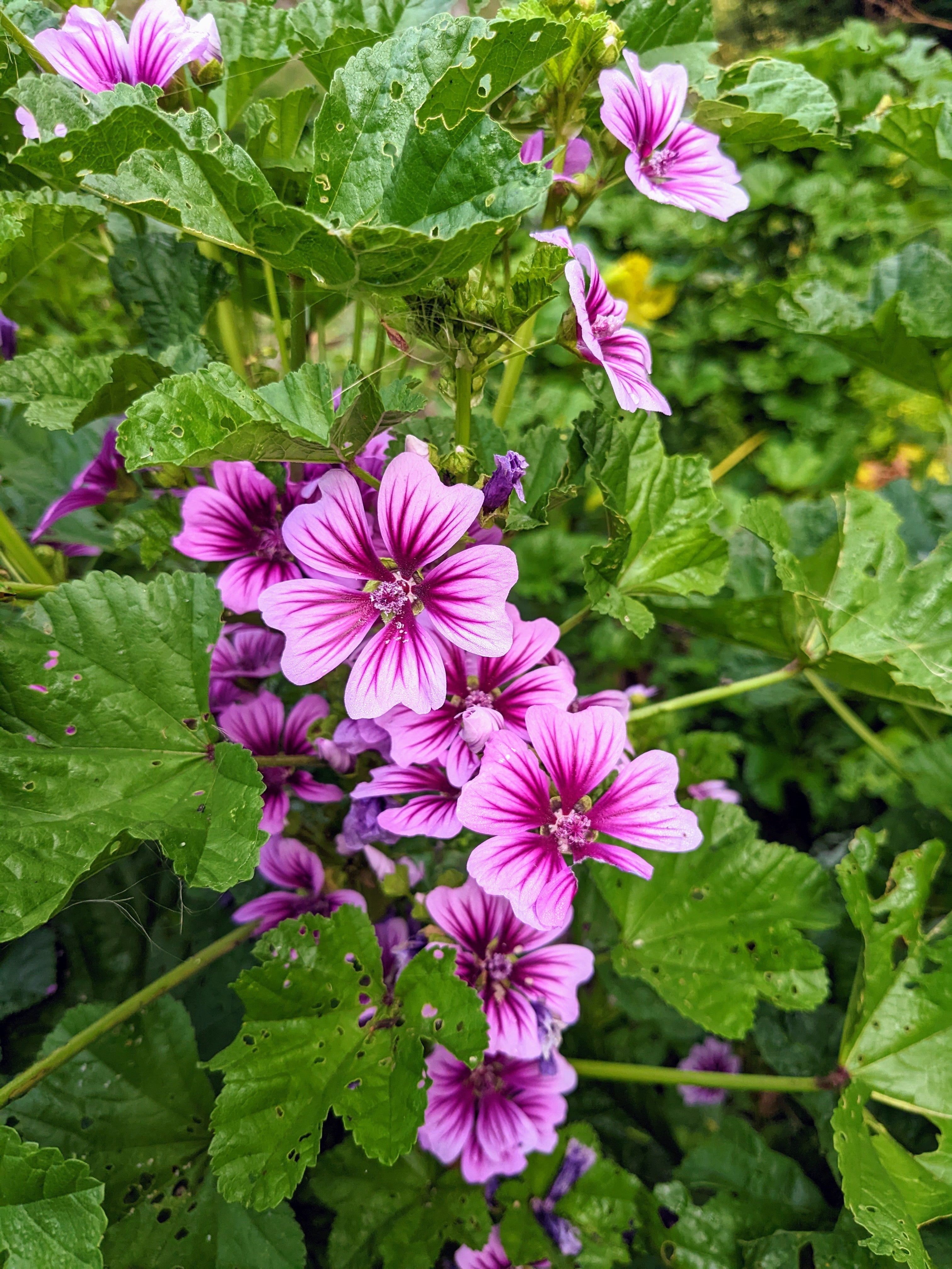 Organic Malva Sylvestris Plant