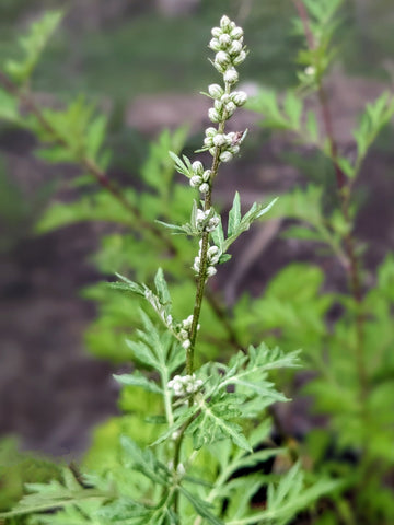 Erba Mugwort - Artemisia Vulgaris L # Erba Biologica # Tisana - Foto 10