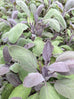 Purple Sage Plant