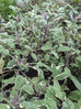 Salvia officinalis &
