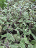 Salvia officinalis &