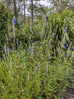 Full grown Salvia uliginosa &