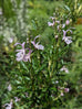 Rosemary - Majorca Pink Rosemary