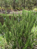 Rosemary - Herb Cottage Rosemary