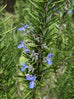 Rosemary - Herb Cottage Rosemary