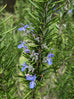 Rosemary - Herb Cottage Rosemary