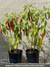 Chilli Long Red