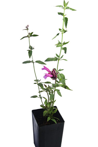 Agastache 'Sweet Lili'