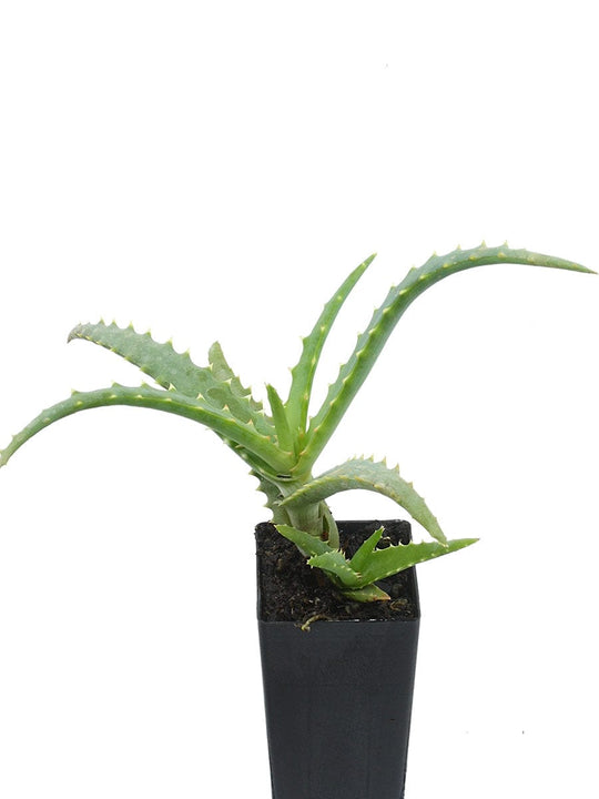 Organic Aloe Candelabra Aloe arborescens Plant Mudbrick Herb Cottage