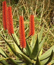 Aloe Ferox