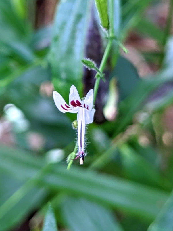 Organic Andrographis | Andrographis paniculata Plant – Mudbrick Herb ...