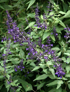 Salvia 'Anthony Parker'