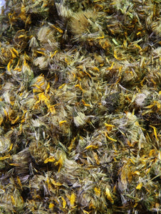 Arnica