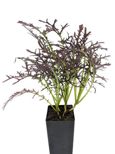 Asian Greens - Mizuna Purple