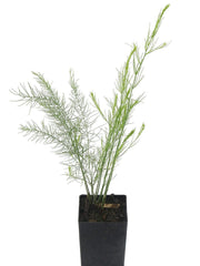 Asparagus Mary Washington