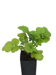 Avens