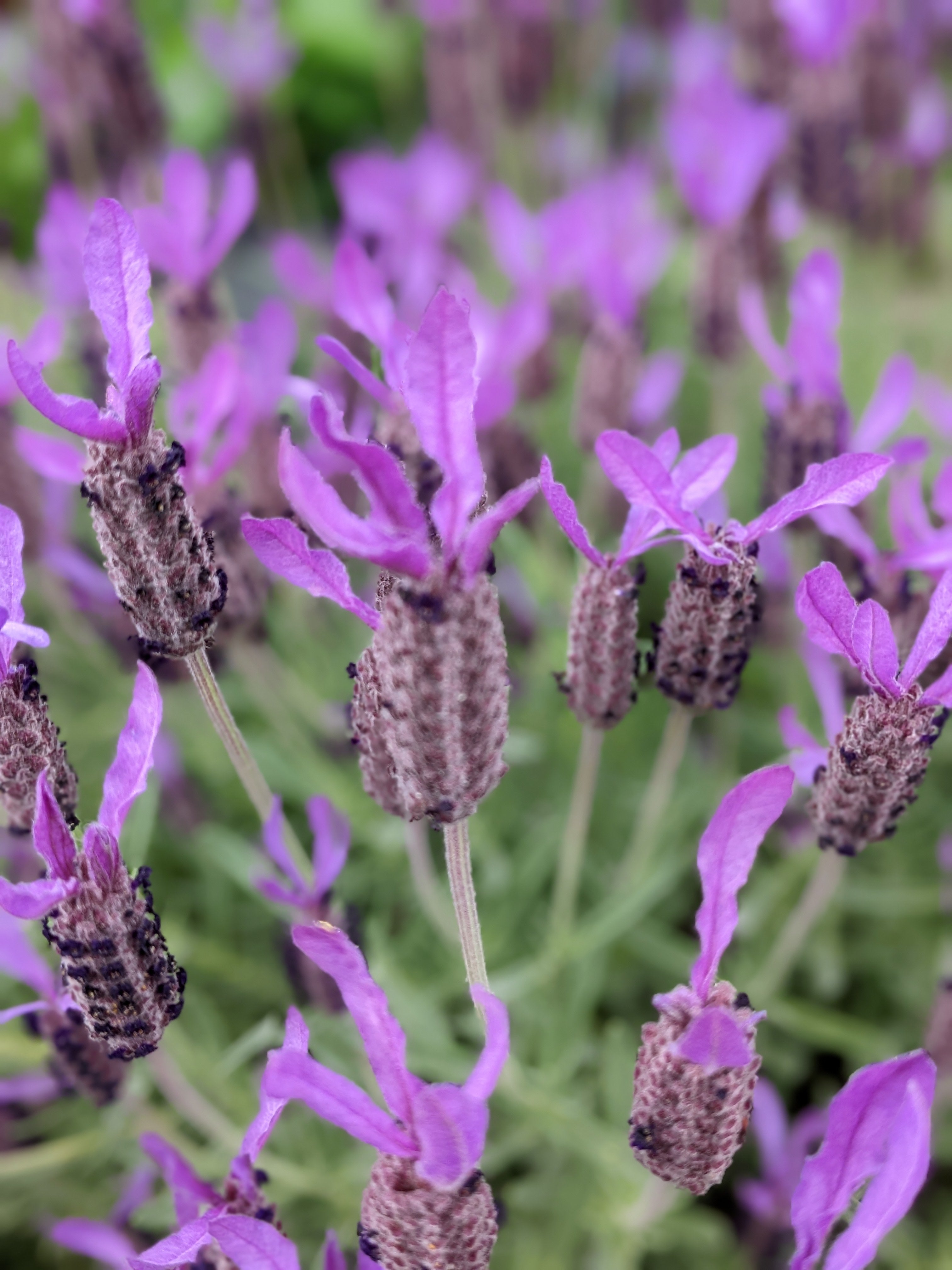 18 Types of Lavender for Every Garden