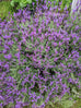 AvonView Lavender Flowers in Bloom