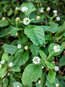 Aztec Sweet Herb