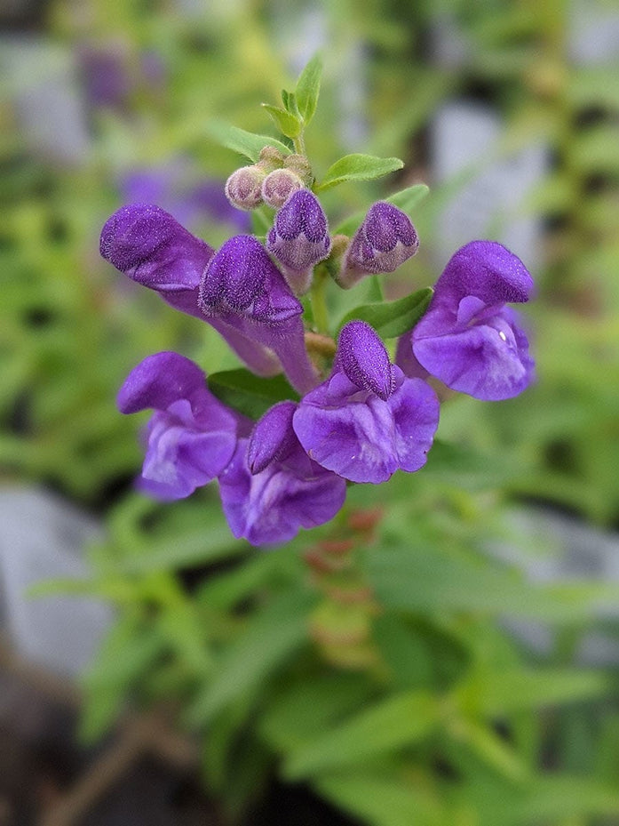 Organic Baikal Skullcap | Scutellaria baicalensis Plant - Mudbrick Herb