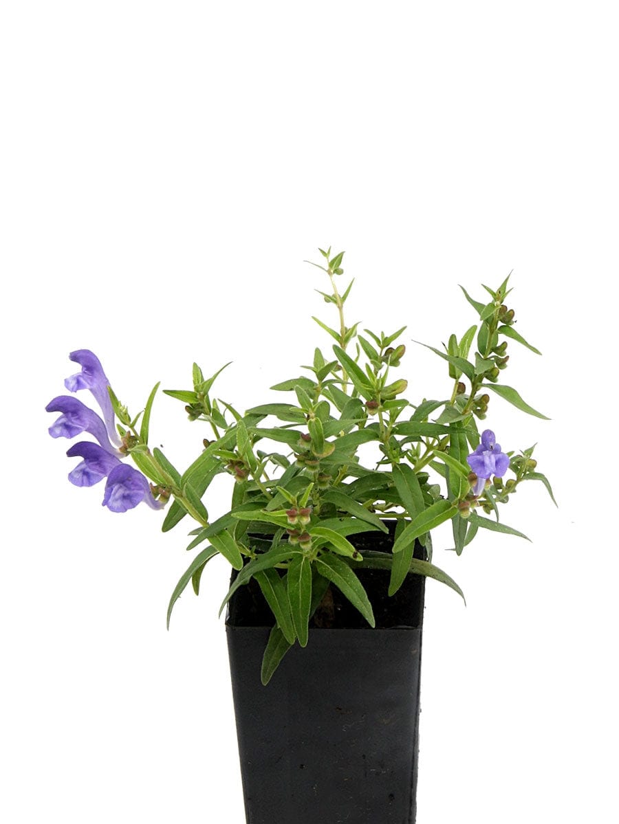 Organic Baikal Skullcap | Scutellaria baicalensis Plant - Mudbrick Herb ...