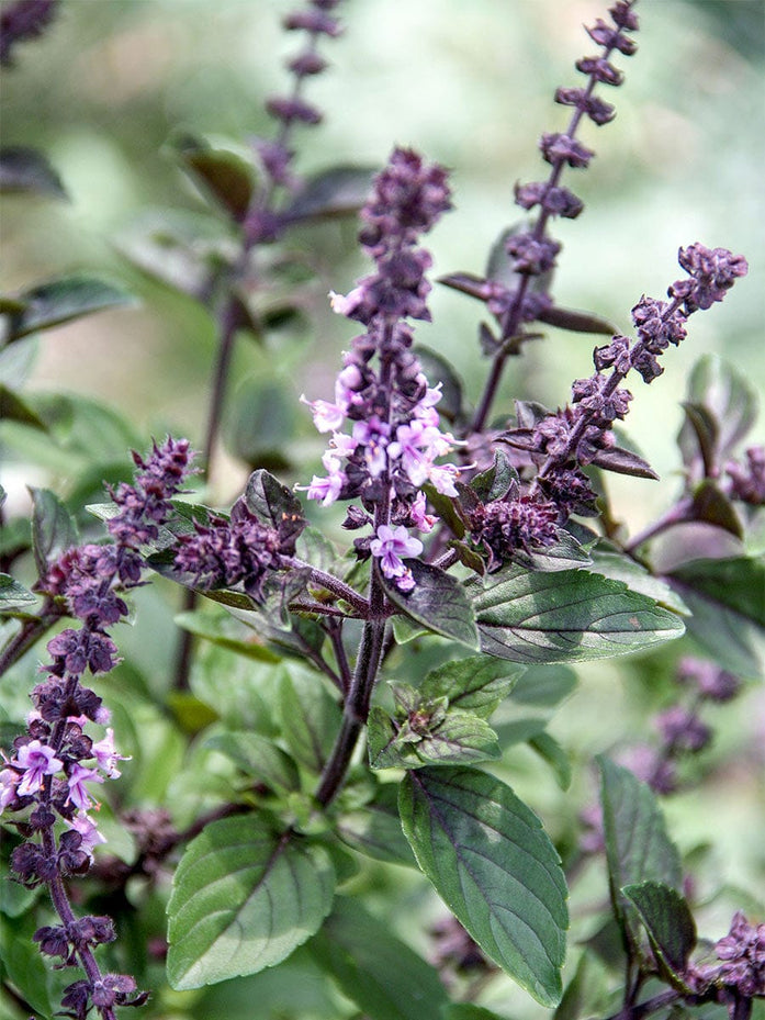 Organic African Blue Basil Plant - Mudbrick Herb Cottage