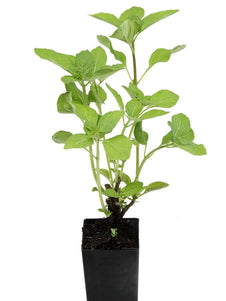 Basil - Camphor Basil