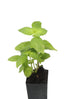 Basil - Sweet Basil