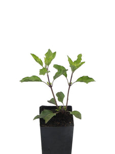 Basil - Tulsi Krishna Basil