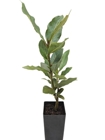 Bay Leaf Tree