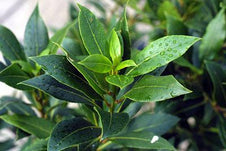 Bay Tree leaf