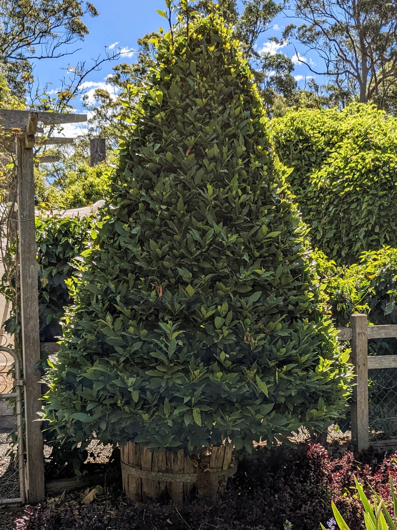 Bay Leaf Tree | Laurus nobilis - Mudbrick Herb Cottage