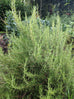 benenden blue rosemary